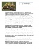 Los camaleones tienen 160 especies aproximadamente y pertenecen a los lagartos