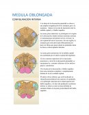 Médula Oblongada CONFIGURACION INTERNA