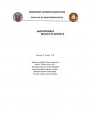 ANGIOSPERMAS MONOCOTILEDÓNEAS
