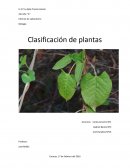 Biología Clasificación de plantas