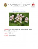 Plantas Medicinales Andinas