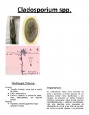 Cladosporium spp Morfología Colonial