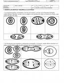 Las siguientes graficas corresponden a las fases de la mitosis, con base en las fotocopias facilitadas usted(s) debe(n) ordenarlas acorde a con se cumplen en la reproducción celular, en forma breve frente a cada grafica describa cada etapa.