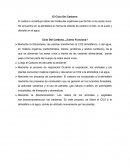 Reacciones químicas y el calentamiento global. El Ciclo Del Carbono