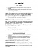 Definición y proceso del ciclo celular