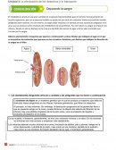 El metabolismo produce una gran cantidad de sustancias imprescindibles