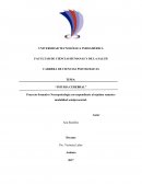 Proyecto formativo Neuropsicología correspondiente al séptimo semestre modalidad semipresencial.