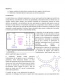 Electroforesis en gel de poliacrilamida