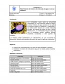 Práctica No. 10 Determinación del número de moléculas de agua en una sal hidratada