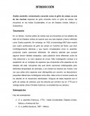 Indias Occidentales, Estados Unidos, México y América del Sur.