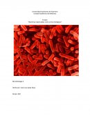 Bacterias esporuladas como armas biológicas