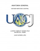 DESARROLLO EMBRIOLOGICO DEL SISTEMA NERVIOSO CENTRAL