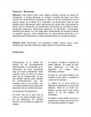 Palabras clave: Microscopio, uso, transporte, cuidado, campo, oscuro, claro, fluorescencia, contraste, electrónico, fases, barrido, funcionamiento, partes.