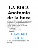 Anatomía de la boca. CAVIDAD BUCAL