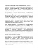 Funciones cognitivas y redes funcionales del cerebro