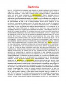 Bacteria, su importancia