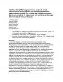Identificación de Microorganismos con potencial para la elaboración de un biofungicida que controle la enfermedad Sigatoka Negra