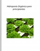 Hidroponia para principiantes