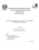 Practica morfologia.