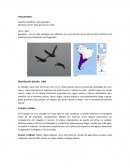 Ecologia de aves.