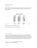 Musculos de la espalda