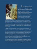 Corales peligro de extincion