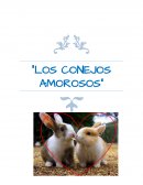 Conejos amorosos.