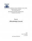 Bacterias Lácticas: Las bacterias ácido lácticas