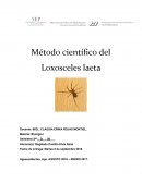 Método científico del Loxosceles laeta.
