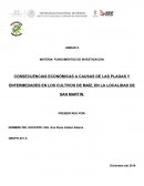 Como afectan las plagas en los cultivos de maiz.