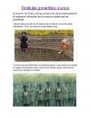 Trabajo practico momo