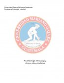 NEUROFISIOLOGÍA DEL LENGUAJE Y RITMOS CIRCADIANOS