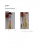 En los laboratorios, la descontaminación y la eliminación de desechos son operaciones estrechamente relacionadas.