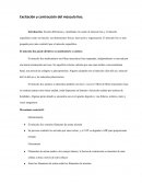 Excitación y contracción del músculo liso
