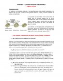 Práctica 3. ¿Cómo respiran las plantas?