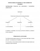 TERCERA SEMANA DE DESARROLLO: DISCO GERMINATIVO TRILAMINAR