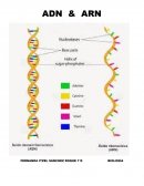ADN y ARN. Funcion del ADN en la transmicion de los caracteres hereditarios