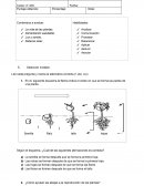 Guia de estudio En él, siguiente esquema la flecha indica el orden en que se forma las partes de una planta