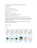 Las partes del cuerpo en inglés