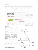 ELASTINA s una proteína que se encuentra en la piel