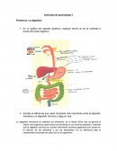 En un gráfico del aparato digestivo, explique dónde se da la motilidad a través del tracto digestivo