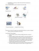 COMPRONCASA – empresa que realiza comercio electrónico únicamente sin almacenes propios.