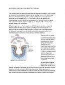 La Microcirculacion: equilibrio de starling
