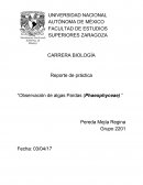 Reporte de práctica “Observación de algas Pardas (Phaeophyceae) ”