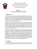 ENSAYO N°1 Película “EL CAVERNICOLA” (CAVERMAN)