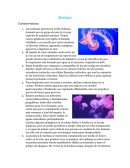 Medusa Características
