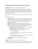 Estados del desarrollo embrionario humano