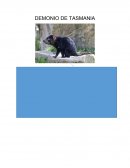 Demonio de tasmania