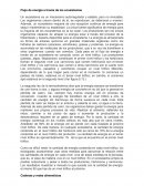 Flujo de energía a través de los ecosistemas