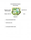 Manejo agronómico de cultivos perenne Origen del cacao